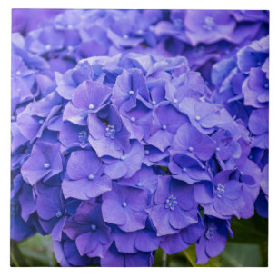 Hübsche Bluish Lila Summer Hydrangeas Fliese