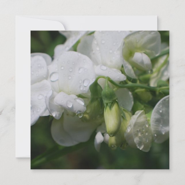 Hübsche Blume (Vorderseite)