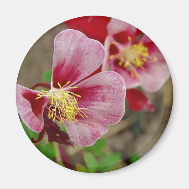 Hübsche Blume Magnet (Vorne)