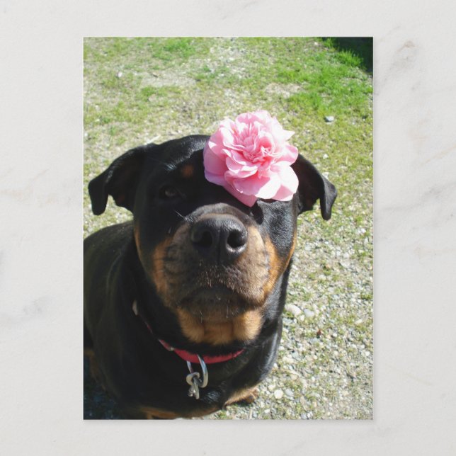 Hübsche Blume Rottweiler Postkarte (Vorderseite)