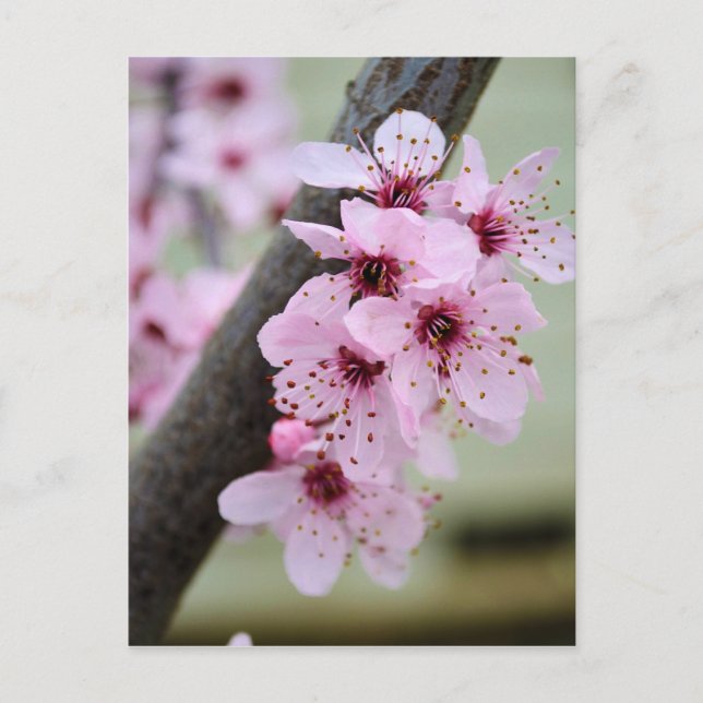 Hübsche Blume von Pink Cherry Blossom Postkarte (Vorderseite)