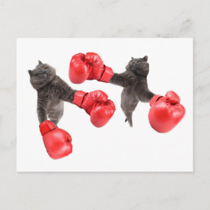 Hübsche Boxkatzen Postkarte