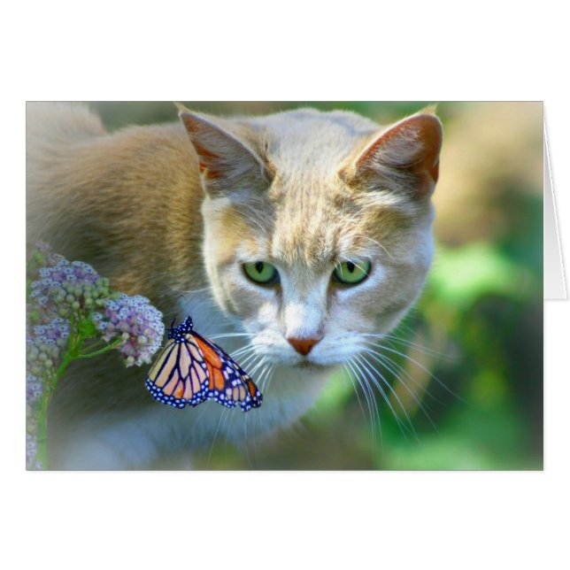Hübsche Cat and Butterfly Just Sprichwort Hi Card (Vorderseite (Horizontal))