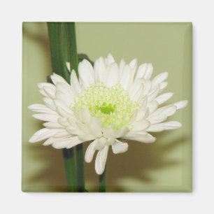 Hübsche Chrysantheme Magnet