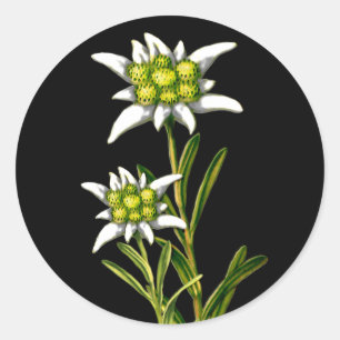 Hübsche Edelweiss-Aufkleber Runder Aufkleber