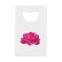 hübsche einzelne rosa Rosenblüte