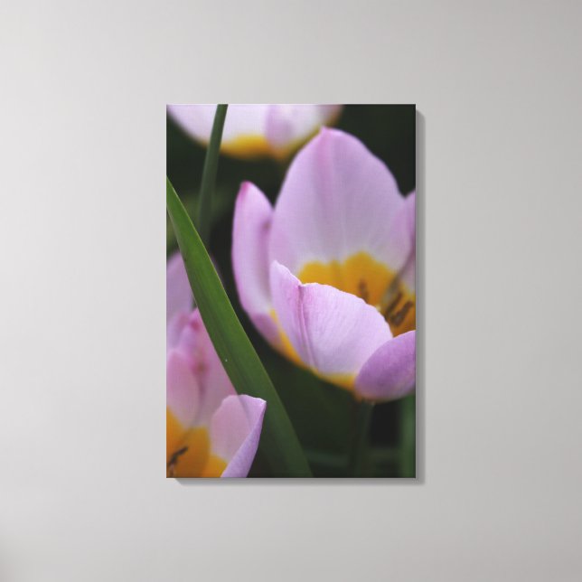 Hübsche, elegante lila TulpenBlume. Leinwanddruck (Vorderseite)