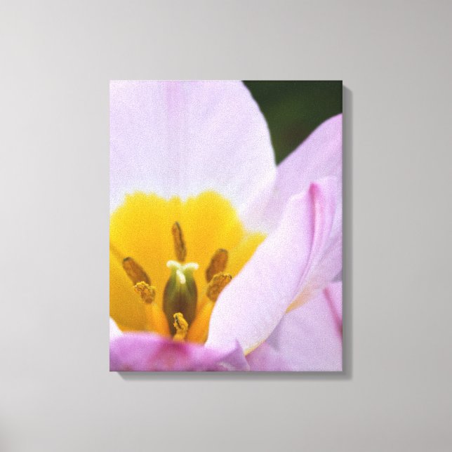 Hübsche, elegante lila TulpenBlume. Leinwanddruck (Vorderseite)