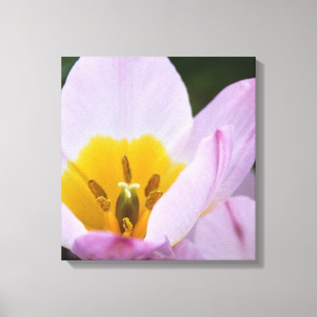 Hübsche, elegante lila TulpenBlume. Leinwanddruck (Vorderseite)