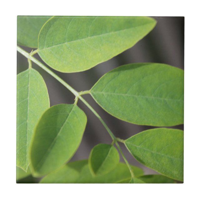 Hübsche, frisch grüne Sommer-Asche Blätter. Fliese (Vorderseite)