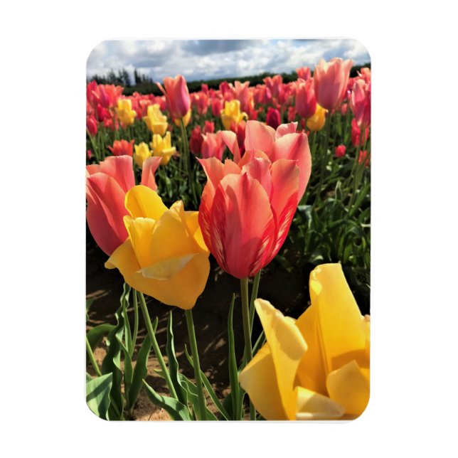 Hübsche Frühlingshuppen im Feld, Oregon Magnet (Vertikal)