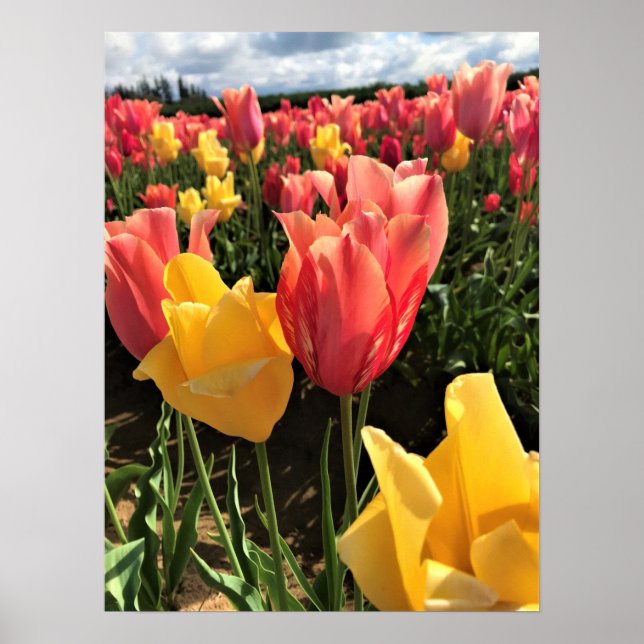 Hübsche Frühlingshuppen im Feld, Oregon Poster (Vorne)