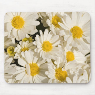 Hübsche Gänseblümchen Mousepad