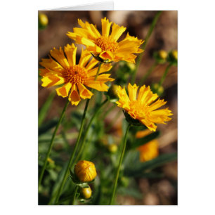 Hübsche gelbe Blumen