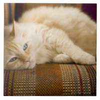 Hübsche gelbe tabi Katze, die auf Couch legt