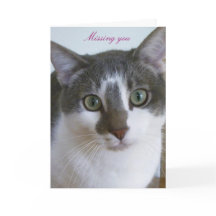 Hübsche Grau-Weiße Katze