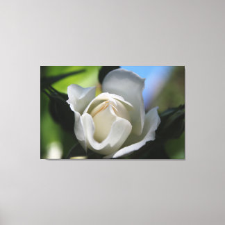 hübsche Halbblüte reine weiße Rose Blume. Leinwanddruck