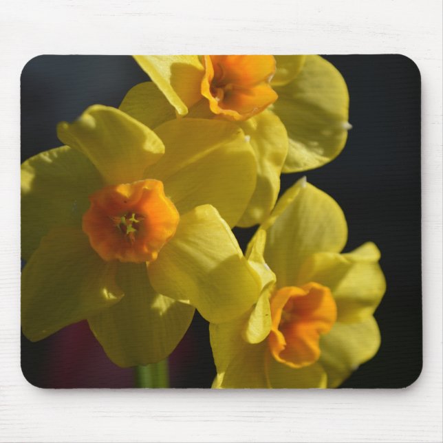 Hübsche, hellgelbe Daffodialfarben-Blume Mousepad (Vorne)