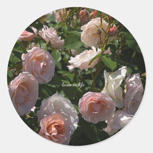 Hübsche hellrosa Rose Runder Aufkleber (Vorderseite)