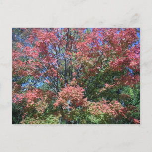 Hübsche Herbstfarben von Bäumen und Blätter Postkarte