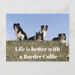 Hübsche Hunde Postkarte
