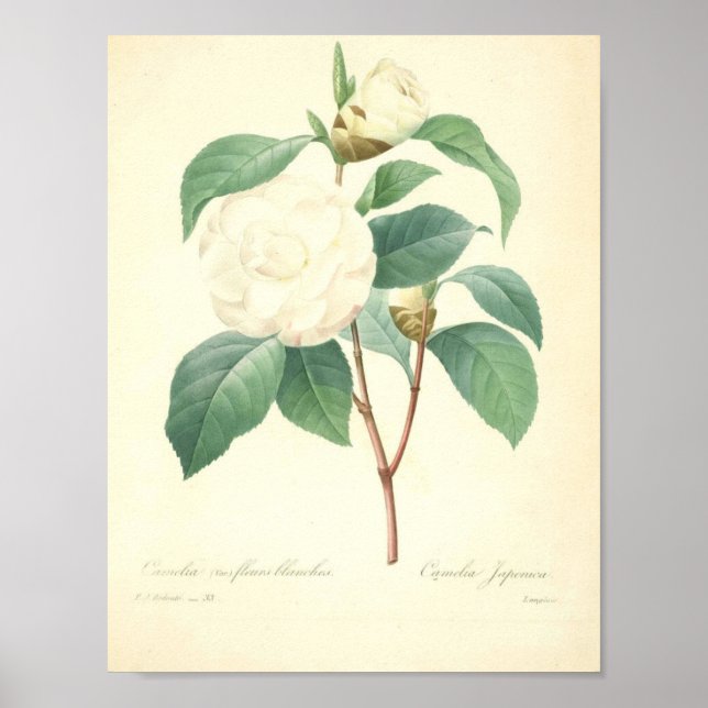 Hübsche Kamelie von Redoute Poster (Vorne)