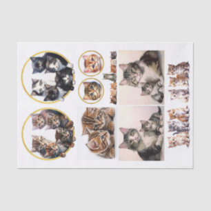 Hübsche Kätzchen im Stil von Helena Maguire Seidenpapier