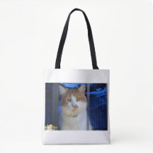 hübsche Katze