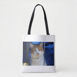 hübsche Katze