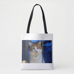 hübsche Katze