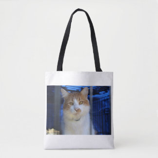 hübsche Katze