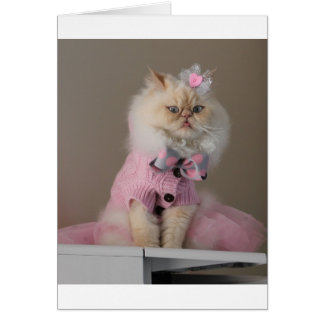 Hübsche Katze in rosa Pullover