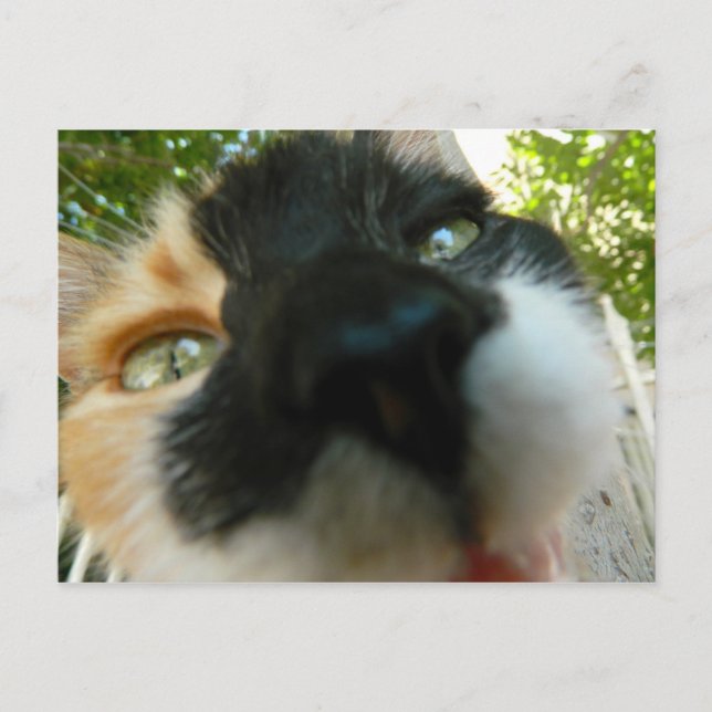 Hübsche Katze steht nahem Foto gegenüber Postkarte (Vorderseite)