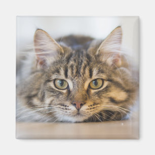 Hübsche Kitty mit Blick auf Sie Magnet