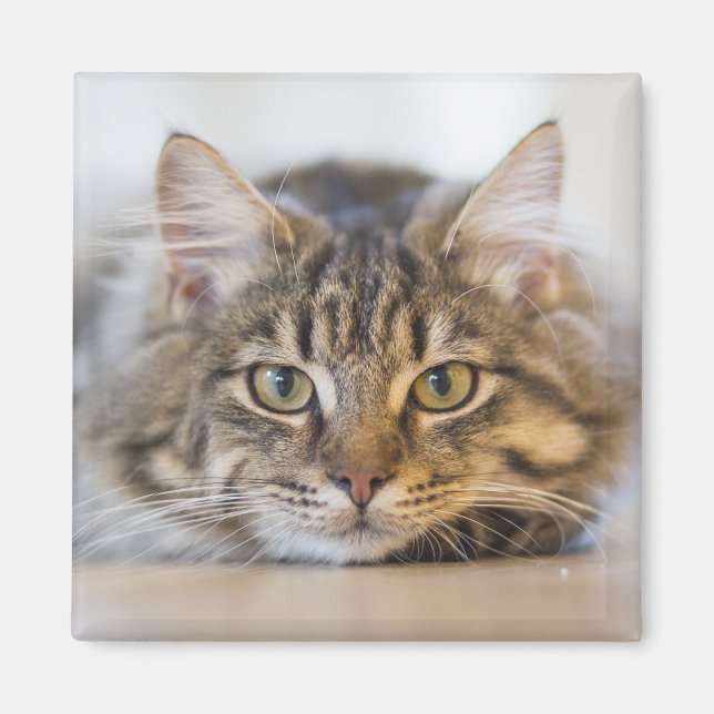 Hübsche Kitty mit Blick auf Sie Magnet (Vorne)