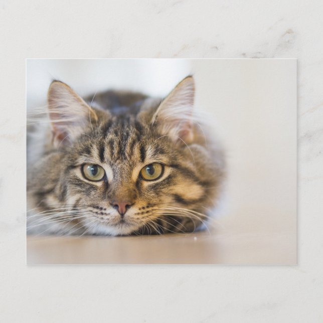 Hübsche Kitty mit Blick auf Sie Postkarte (Vorderseite)