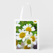 Hübsche kleine Daisy-Blume im Sonnenschein