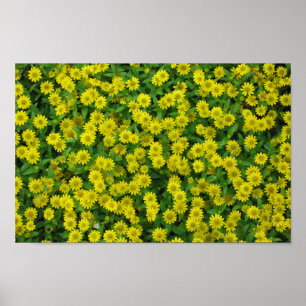 Hübsche kleine gelbe Blumen Poster