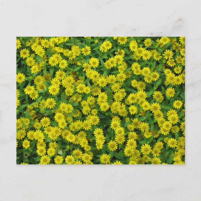 Hübsche kleine gelbe Blumen Postkarte (Vorderseite)