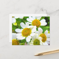 Hübsche Kleine Rasenfläche Daisy Blume im Sonnensc