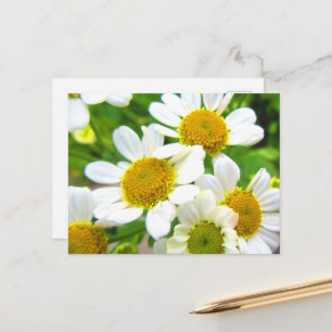 Hübsche Kleine Rasenfläche Daisy Blume im Sonnensc Postkarte
