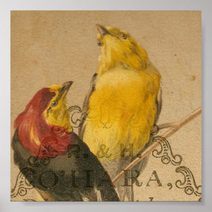 Hübsche kleine Vintage Vögel Poster