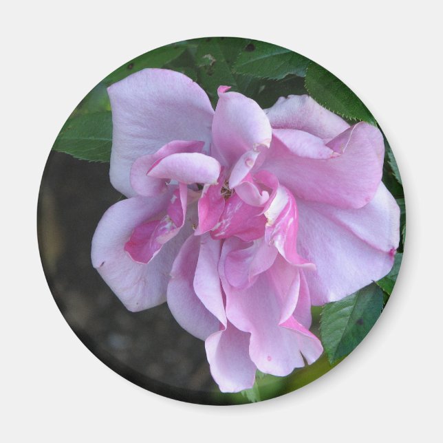 Hübsche Lady 092 Magnet (Vorne)