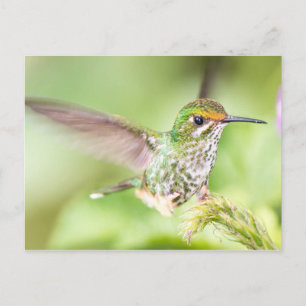 Hübsche Landung von Hummingbird auf einer Zweigste Postkarte