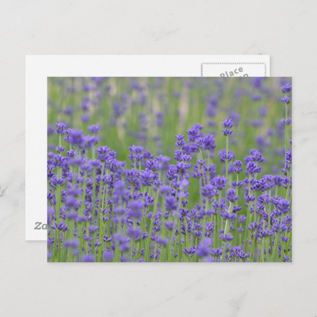 Hübsche Lavendel-Blume Postkarte (Vorne/Hinten)