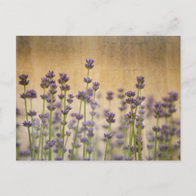 Hübsche Lavendel-Blume Postkarte (Vorderseite)