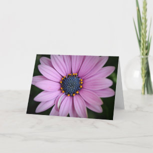 Hübsche Lila Afrikanische Daisy-Blume Art Card Karte