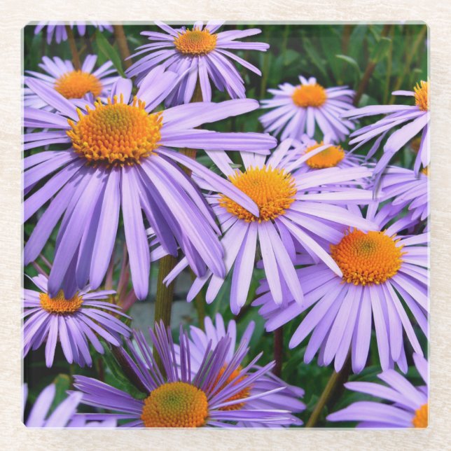Hübsche Lila Aster Glasuntersetzer (Vorderseite)