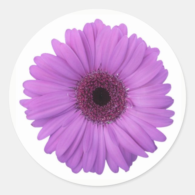 Hübsche Lila Fotografie Gerbera Daisy Blume Runder Aufkleber (Vorderseite)