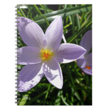 Hübsche lila Gartenanlage Blume. 美 丽 的 紫 花 色